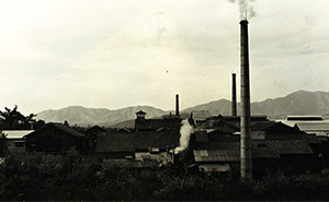 Old Seta Plant